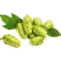 Hops (Humulus lupulus) extract 600mg - 200 capsules